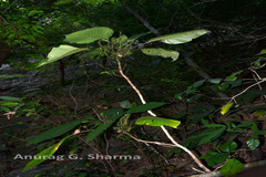 Gymnostachyum latifolium